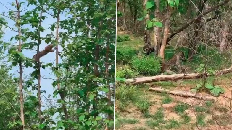 पन्ना टाइगर रिजर्व में भूखा तेंदुआ हवा में बंदर का शिकार करता है;  दुर्लभ दृश्य का वीडियो वायरल