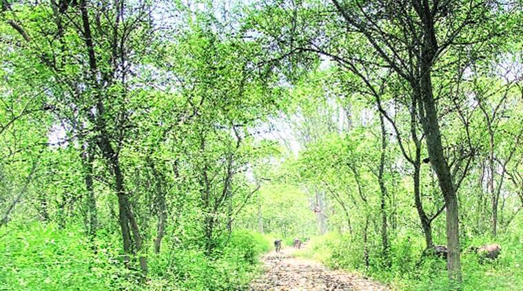 2 साल और एक भूमिका उलट: कैसे आप ने मटेवारा जंगल के पास परियोजना पर अपना रुख बदला