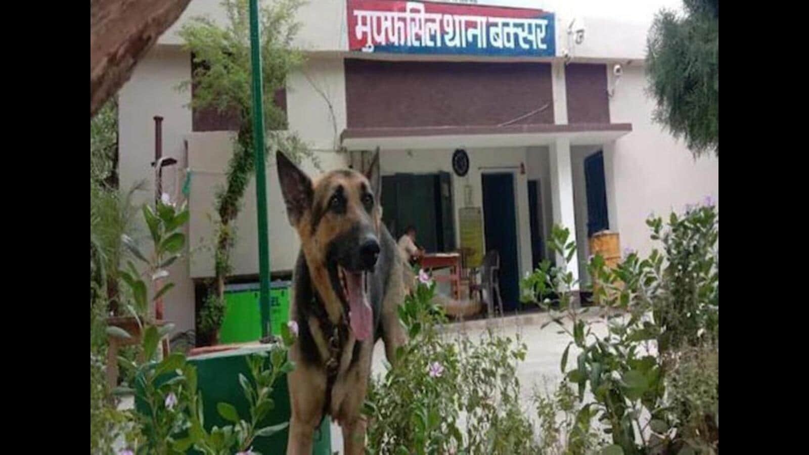 पालतू कुत्ते को लगता है शराब विरोधी कानून की चुटकी