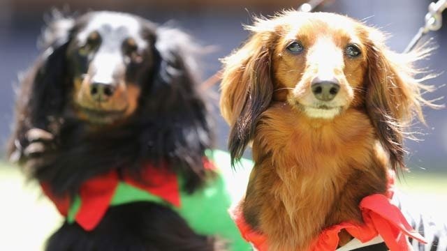 बीबीएमपी प्रति फ्लैट केवल एक कुत्ते को अनुमति देगा