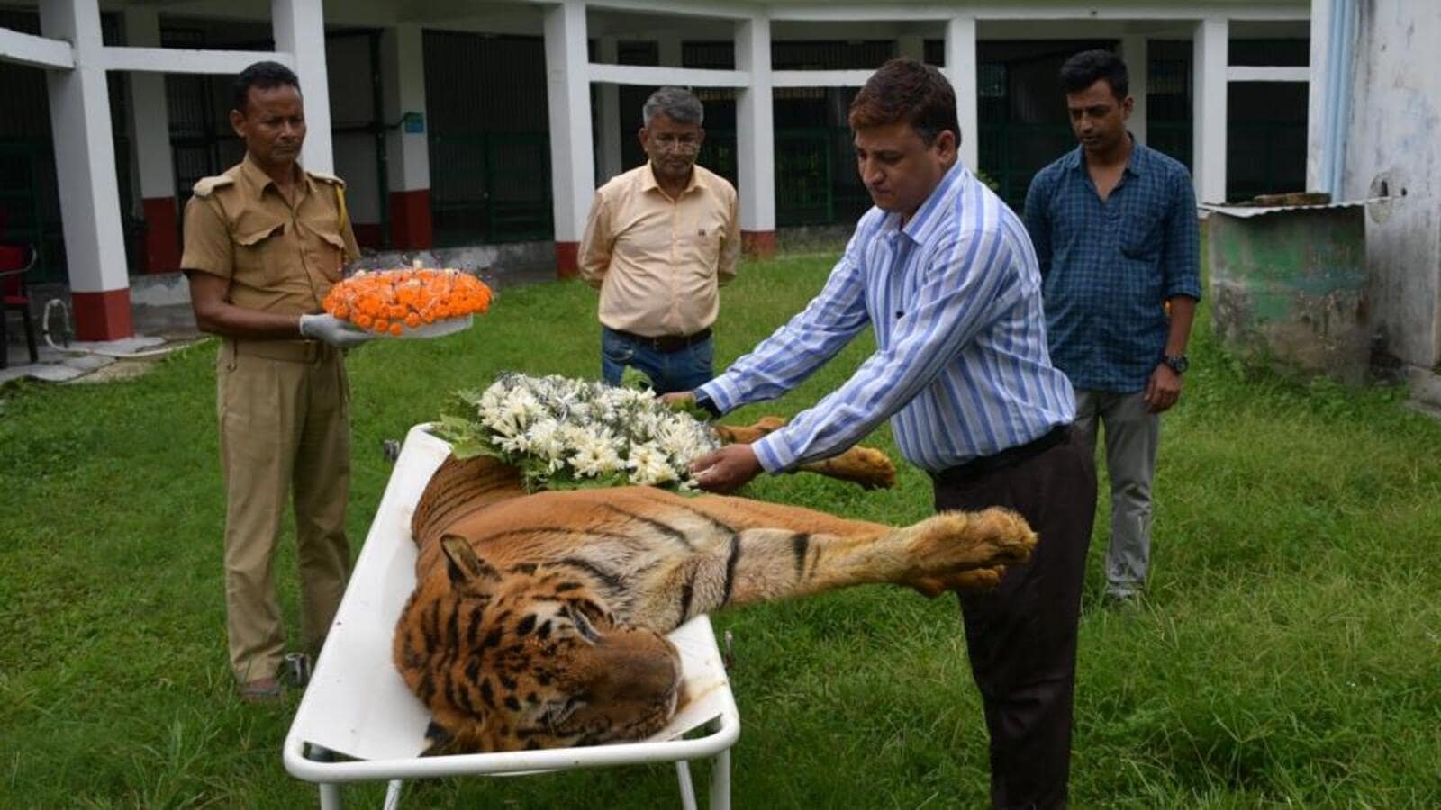 राजा, भारत के सबसे पुराने बाघों में से एक, उत्तर बंगाल में 25 साल की उम्र में मर जाता है | कोलकाता राजा, भारत के सबसे पुराने बाघों में से एक, उत्तर बंगाल में 25 साल की उम्र में मर जाता है | कोलकाता