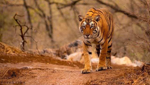 भारत के दिग्गज बाघों को उनके नाम कैसे मिले