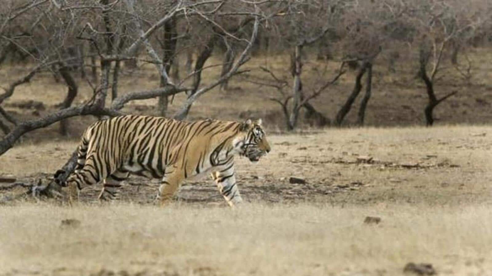 रणथंभौर रिजर्व में बढ़ती आबादी ने 12 बाघों को परिधि में धकेला