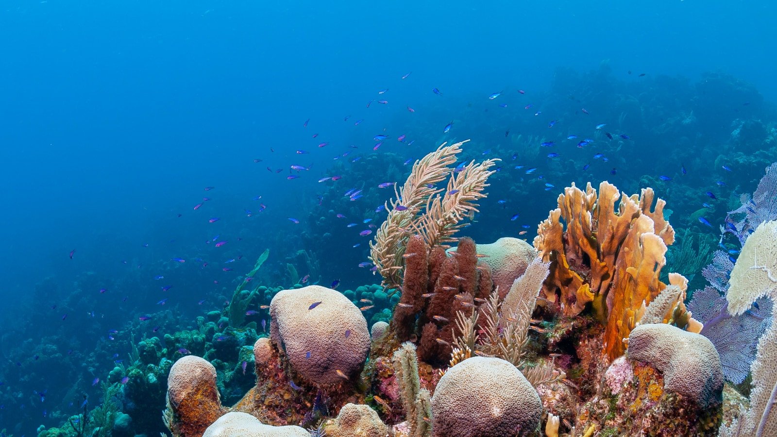 पहले की सोच की तुलना में अधिक प्रजातियों को विलुप्त होने का खतरा है