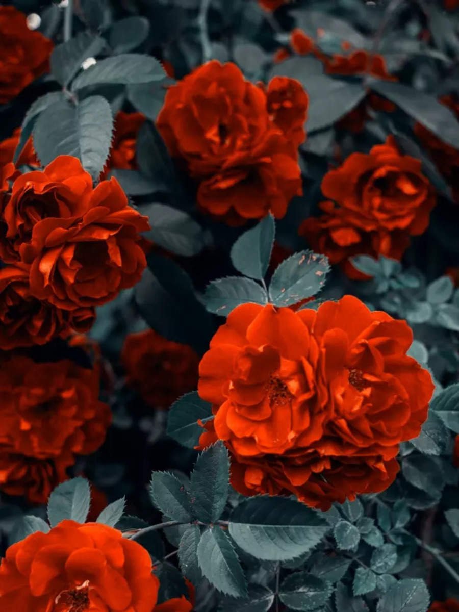 बॉलीवुड के 9 विवादित लव अफेयर्स