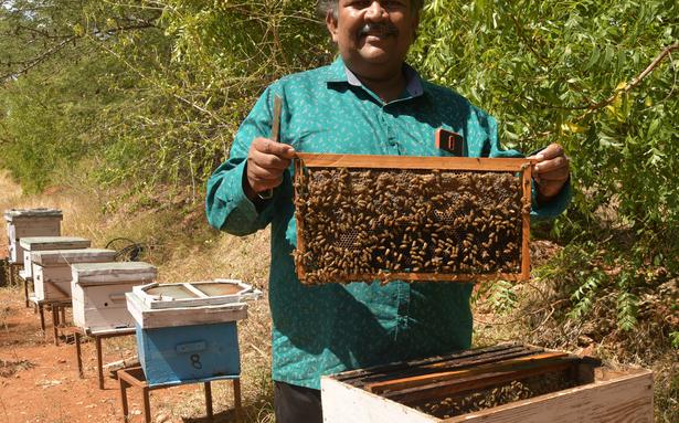 मोरिंगा शहद: मीठे उद्यम में इतालवी मधुमक्खियां किसानों की कैसे मदद कर रही हैं