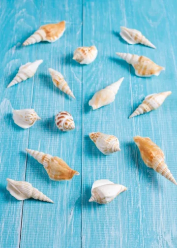 रोजाना शंख बजाने के फायदे, जानें सबकुछ